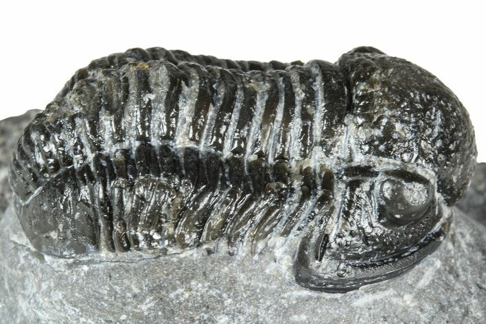 Detailed Gerastos Trilobite Fossil - Morocco #363943